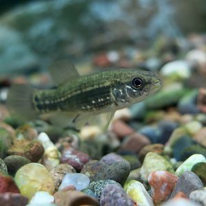 Northern Mudminnow (Umbra pygmaea) - Cold Spring Harbor Fish Hatchery & Aquarium