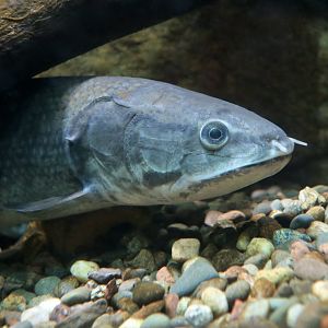 Eyespot Bowfin (Amia ocellicauda) - Cold Spring Harbor Fish Hatchery & Aquarium