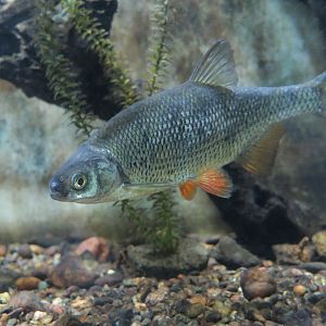Golden Shiner (Notemigonus crysoleucas) - Cold Spring Harbor Fish Hatchery & Aquarium