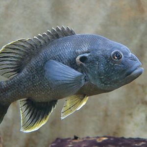 Green Sunfish (Lepomis cyanellus) - Cold Spring Harbor Fish Hatchery & Aquarium