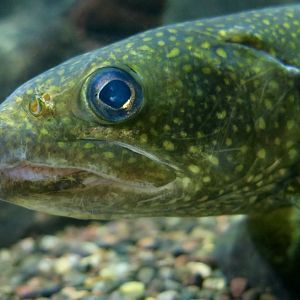 Lake Trout (Salvelinus namaycush) - Cold Spring Harbor Fish Hatchery & Aquarium