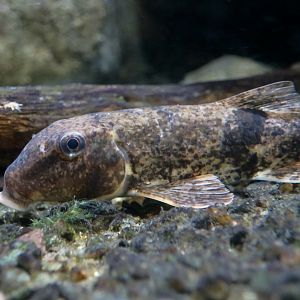 Northern Hogsucker (Hypentelium nigricans) - Cold Spring Harbor Fish Hatchery & Aquarium