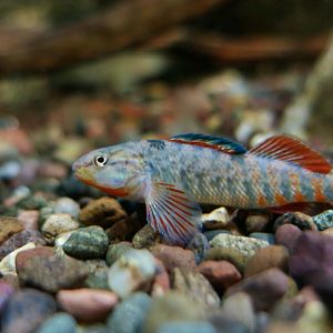 Rainbow Darter (Etheostoma caeruleum) - Cold Spring Harbor Fish Hatchery & Aquarium