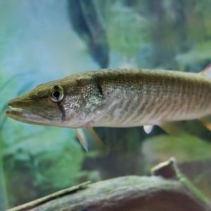 Redfin Pickerel (Esox americanus americanus) - Cold Spring Harbor Fish Hatchery & Aquarium