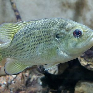 Rock Bass (Ambloplites rupestris) - Cold Spring Harbor Fish Hatchery & Aquarium