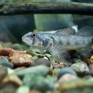 Tessellated Darter (Etheostoma olmstedi) - Cold Spring Harbor Fish Hatchery & Aquarium