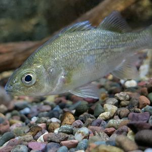 White Perch (Morone americana) - Cold Spring Harbor Fish Hatchery & Aquarium