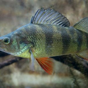 Yellow Perch (Perca flavescens) - Cold Spring Harbor Fish Hatchery & Aquarium
