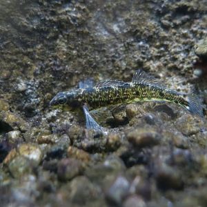 Banded Darter (Etheostoma zonale) - Cold Spring Harbor Fish Hatchery & Aquarium