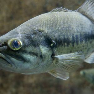 Largemouth Bass (Micropterus nigricans) - Cold Spring Harbor Fish Hatchery & Aquarium