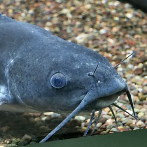 Channel Catfish (Ictalurus punctatus) - Cold Spring Harbor Fish Hatchery & Aquarium