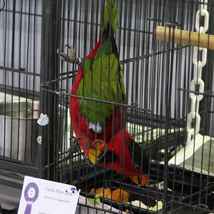 Yellow-bibbed Lory (Lorius chlorocercus)