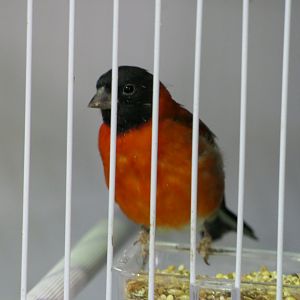 Red Siskin (Spinus cucullata)