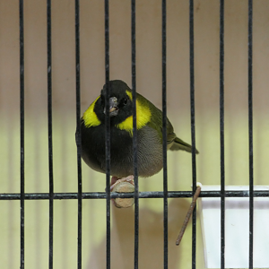Cuban Grassquit (Phonipara canora)