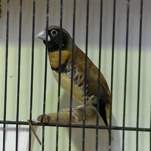 Chestnut-breasted Mannikin (Lonchura castaneothorax)