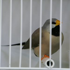 Long-tailed Finch (Poephila acuticauda)