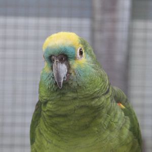 Turquoise-fronted Amazon (Amazona aestiva)