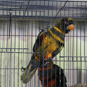 Dusky Lory (Pseudeos fuscata)