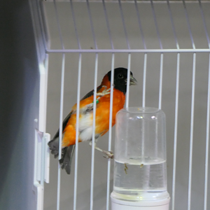 Red Siskin (Spinus cucullatus)