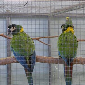 Yellow-collared Macaw (Primolius auricollis)