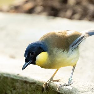 Blue crowned laughingthrush