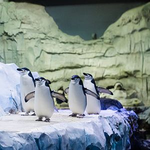 Chinstrap penguins