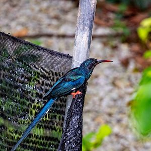 Green wood hoopoe (Phoeniculus purpureus)