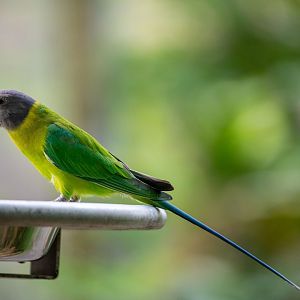 Female Plum-headed parakeet  (Psittacula cyanocephala)