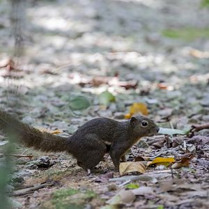 The wild plantain squirrel (Callosciurus notatus)