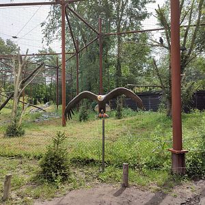 Churchill - bald eagle and raven aviary