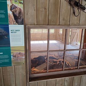 Churchill - Observation den, beaver burrow