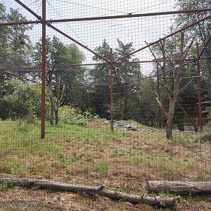 Churchill - bald eagle and raven aviary