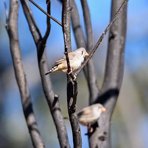Zebra Finches