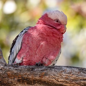 Galah