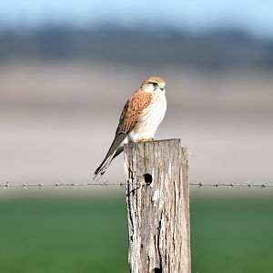 Nankeen Kestrel