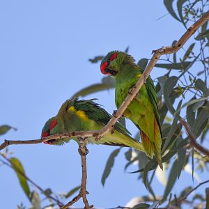 Musk Lorikeets