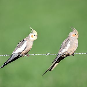 Cockatiels