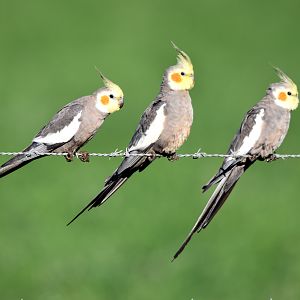 Cockatiels
