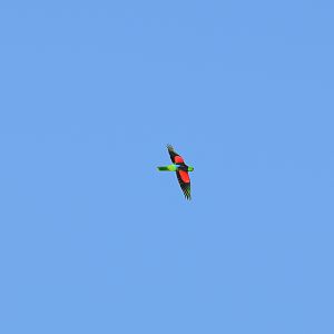 Crimson-winged Parrot