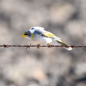 Yellow-throated Miner