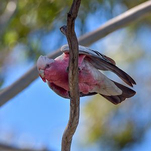 Galah