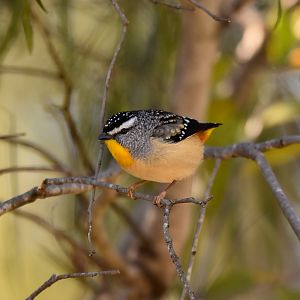 Spotted Pardalote