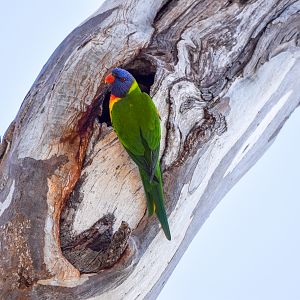 Rainbow Lorikeet