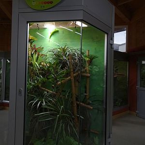 Reptile House: Terrarium for Madagascar day gecko