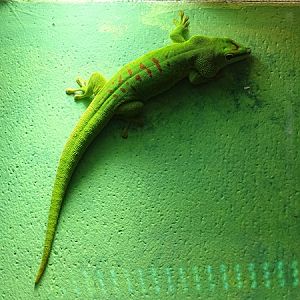 Greater Madagascar day gecko (Phelsuma grandis)