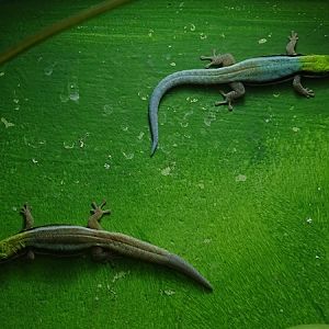 Yellow-headed day gecko (Phelsuma klemmeri)