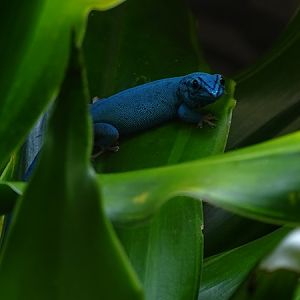 William's electric blue gecko (Lygodactylus williamsi)