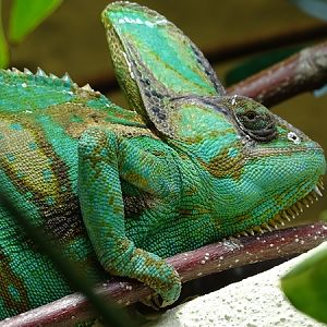 Veiled chameleon (Chamaeleo calyptratus)