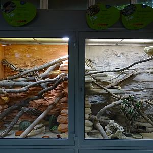 Reptile House: Terraria for bearded dragon and two-coloured skink + black hardun