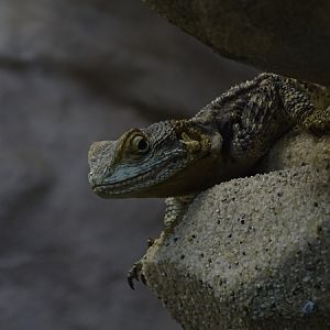 Central bearded dragon (Pogona vitticeps)